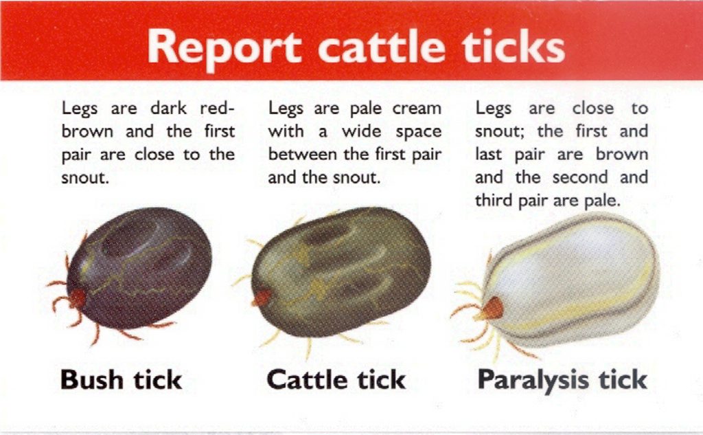 Gympie region farmers to have their say on cattle tick line Gympie Times